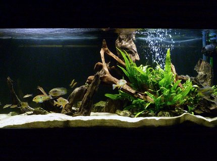 119 gallons freshwater fish tank (mostly fish and non-living decorations) - My South American cichlid tank. 119 gallons freshwater fish tank (mostly fish and non-living decorations) - My South American cichlid tank.