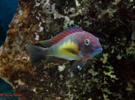 freshwater fish - tropheus moorii - blunthead cichlid stocking in 125 gallons tank - Red Rainbow freshwater fish - tropheus moorii - blunthead cichlid stocking in 125 gallons tank - Red Rainbow
