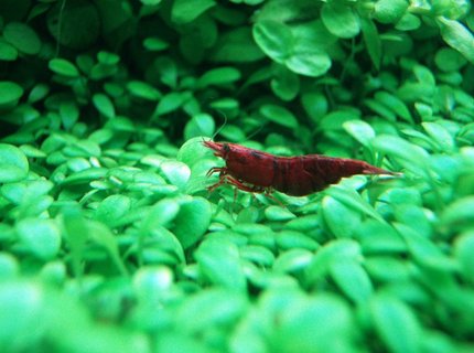 corals inverts - neocaridina denticulata sinensis - red cherry shrimp stocking in 91 gallons tank - the red cherry shrimp.. corals inverts - neocaridina denticulata sinensis - red cherry shrimp stocking in 91 gallons tank - the red cherry shrimp..