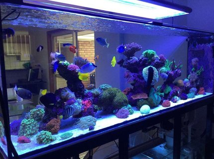 400 gallons reef tank (mostly live coral and fish) - 400g mixed reef 400 gallons reef tank (mostly live coral and fish) - 400g mixed reef
