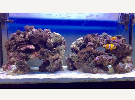 46 gallons saltwater fish tank (mostly fish, little/no live coral) - My 2 clowns 46 gallons saltwater fish tank (mostly fish, little/no live coral) - My 2 clowns