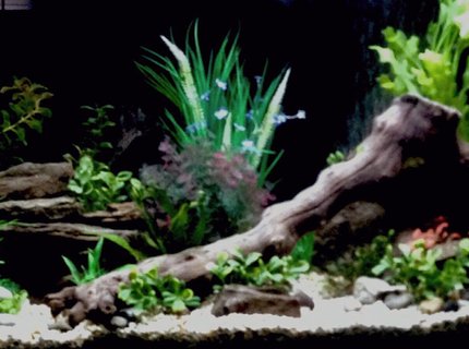 36 gallons freshwater fish tank (mostly fish and non-living decorations) - 55 gallon freshwater tank two weeks in haven't decided on fish yet any suggestions 36 gallons freshwater fish tank (mostly fish and non-living decorations) - 55 gallon freshwater tank two weeks in haven't decided on fish yet any suggestions