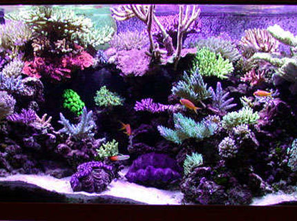 Rated #5: Fish Tank Picture - 180 gallon sps/hardcoral reef tank. Modifed berlin setup, LR/LS. Rated #5: Fish Tank Picture - 180 gallon sps/hardcoral reef tank. Modifed berlin setup, LR/LS.