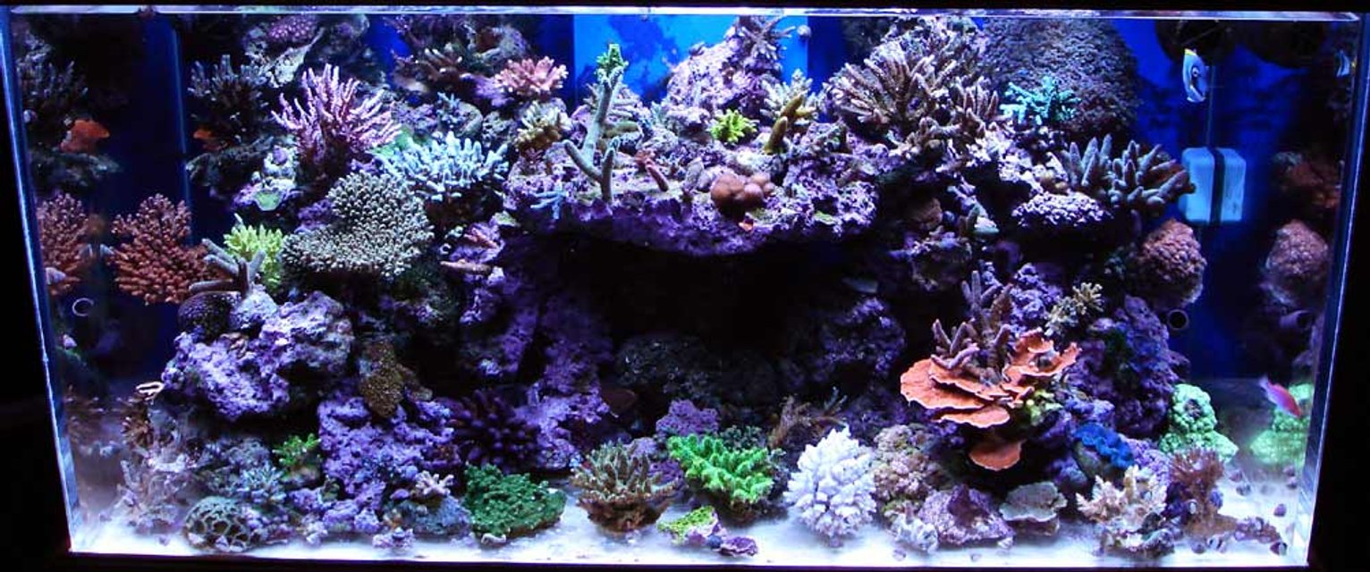 Rated #10: Fish Tank Picture - 120 SPS tank Rated #10: Fish Tank Picture - 120 SPS tank