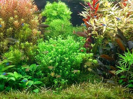 Rated #9: Planted Tank Rated #9: Planted Tank