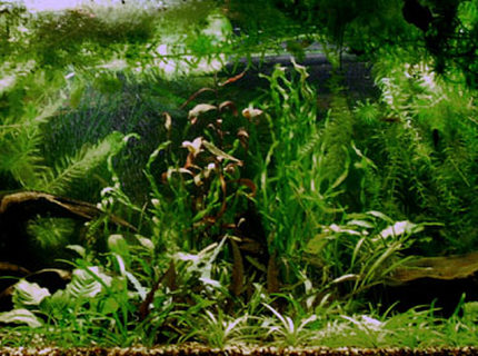 planted tank (mostly live plants and fish) - This is my first heavily planted tank...needs a trim. Sorry about the low res, 75G is too blasted wide for close detail. Yes, there are fish (grin), but blurred with movement. For more pics, stop by my website. planted tank (mostly live plants and fish) - This is my first heavily planted tank...needs a trim. Sorry about the low res, 75G is too blasted wide for close detail. Yes, there are fish (grin), but blurred with movement. For more pics, stop by my website.