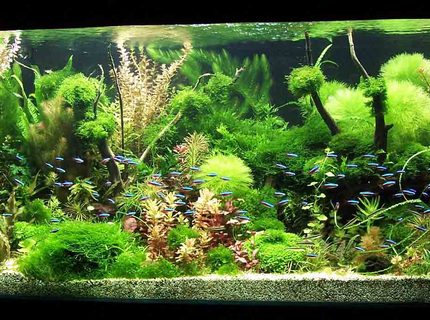 122 gallons planted tank (mostly live plants and fish) - Grove 122 gallons planted tank (mostly live plants and fish) - Grove