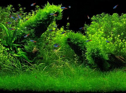 Rated #6: 35 Gallons Planted Tank - 150L Rated #6: 35 Gallons Planted Tank - 150L
