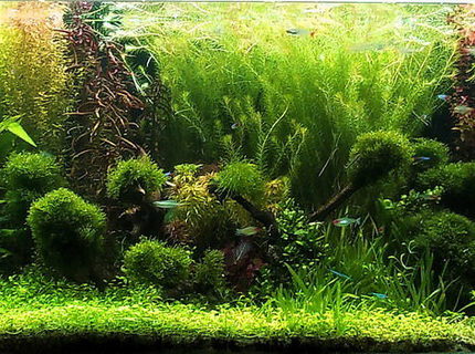 Rated #2: 130 Gallons Planted Tank - 130 gallons Rated #2: 130 Gallons Planted Tank - 130 gallons