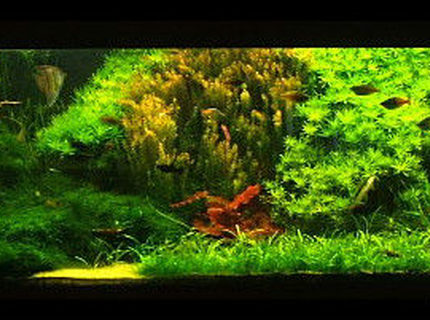 422 gallons planted tank (mostly live plants and fish) - my tank a while ago 422 gallons planted tank (mostly live plants and fish) - my tank a while ago