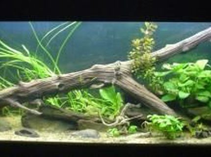 132 gallons planted tank (mostly live plants and fish) - Redo of Discus Aquarium.....better picture 132 gallons planted tank (mostly live plants and fish) - Redo of Discus Aquarium.....better picture