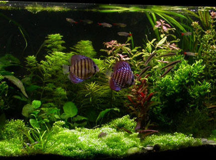 Rated #8: 100 Gallons Planted Tank - ssssss Rated #8: 100 Gallons Planted Tank - ssssss