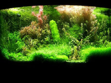 Rated #5: 72 Gallons Planted Tank - Shrimp paradise:) Rated #5: 72 Gallons Planted Tank - Shrimp paradise:)