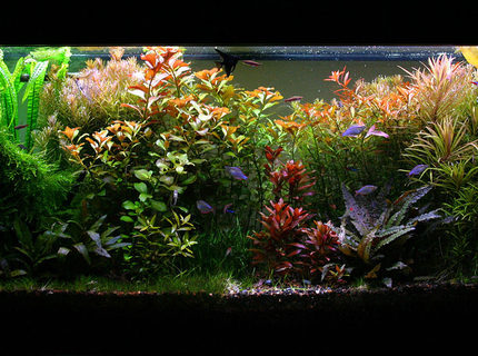 Rated #9: 55 Gallons Planted Tank - 55G High-Tech Tank 3/19/08 4 months after setup(1st planted tank) Rated #9: 55 Gallons Planted Tank - 55G High-Tech Tank 3/19/08 4 months after setup(1st planted tank)