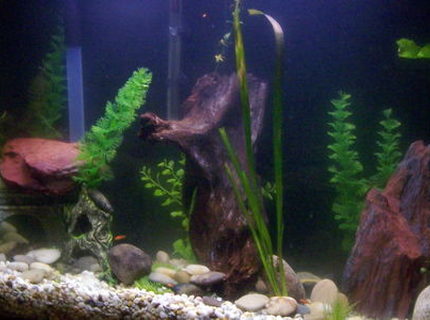 45 gallons planted tank (mostly live plants and fish) - there are both live and fake plants in here 45 gallons planted tank (mostly live plants and fish) - there are both live and fake plants in here