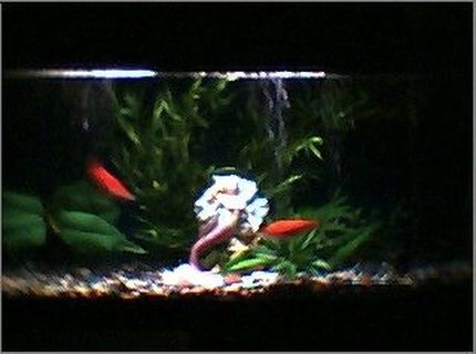 45 gallons planted tank (mostly live plants and fish) - planted start 45 gallons planted tank (mostly live plants and fish) - planted start