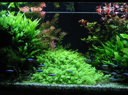 Rated #6: 47 Gallons Planted Tank - Front view of my 180 liters tank Rated #6: 47 Gallons Planted Tank - Front view of my 180 liters tank