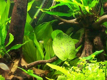 45 gallons planted tank (mostly live plants and fish) - 55 litre planted aquarium 45 gallons planted tank (mostly live plants and fish) - 55 litre planted aquarium