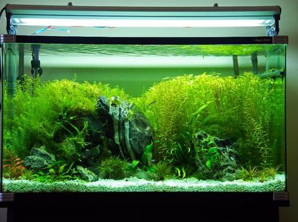 45 gallons planted tank (mostly live plants and fish) - 55g tank with plants rocks and some basic fish 45 gallons planted tank (mostly live plants and fish) - 55g tank with plants rocks and some basic fish