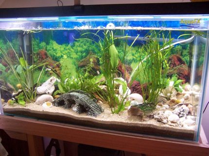 400 gallons planted tank (mostly live plants and fish) - trets and multis 400 gallons planted tank (mostly live plants and fish) - trets and multis