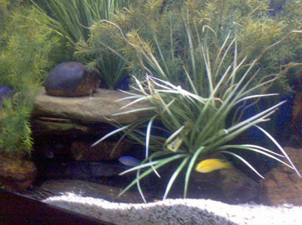 170 gallons planted tank (mostly live plants and fish) - African Chiclid mostly live plants. Cichlid rocks cover the bottom. 170 gallons planted tank (mostly live plants and fish) - African Chiclid mostly live plants. Cichlid rocks cover the bottom.
