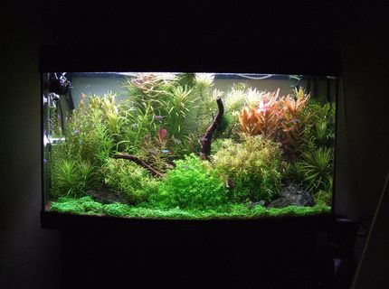 Rated #1: 40 Gallons Planted Tank - Fed up with the Rated #1: 40 Gallons Planted Tank - Fed up with the 'Nature' style of tanks I've set this more traditional European style, but with still keeping the Amano principals . Overall first results are excellent. Dry ferts are added daily