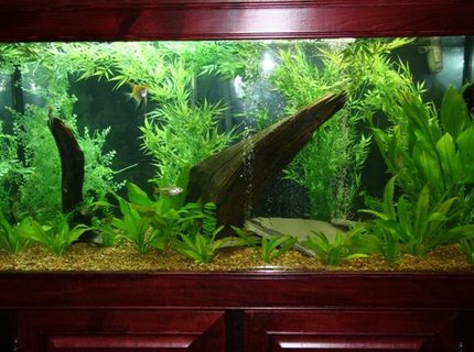 95 gallons planted tank (mostly live plants and fish) - south american tank just reset. The plants are filling inn inn the foreground. 95 gallons planted tank (mostly live plants and fish) - south american tank just reset. The plants are filling inn inn the foreground.