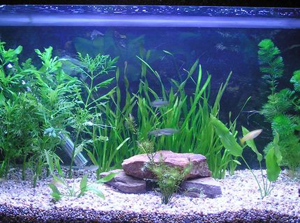 19 gallons planted tank (mostly live plants and fish) - 19.5g planted tank 19 gallons planted tank (mostly live plants and fish) - 19.5g planted tank