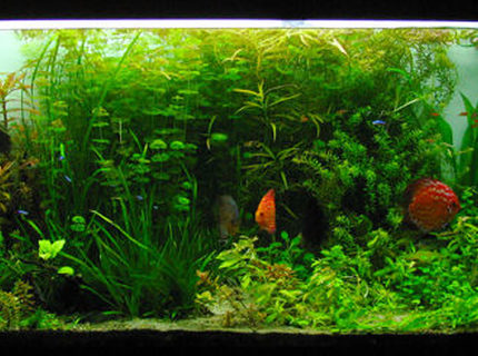 Rated #4: 135 Gallons Planted Tank - 135Gal planted discus and tetra tank on a 75gal sump Rated #4: 135 Gallons Planted Tank - 135Gal planted discus and tetra tank on a 75gal sump
