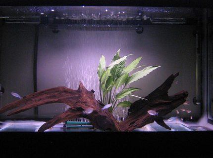 50 gallons planted tank (mostly live plants and fish) - My 50G 50 gallons planted tank (mostly live plants and fish) - My 50G