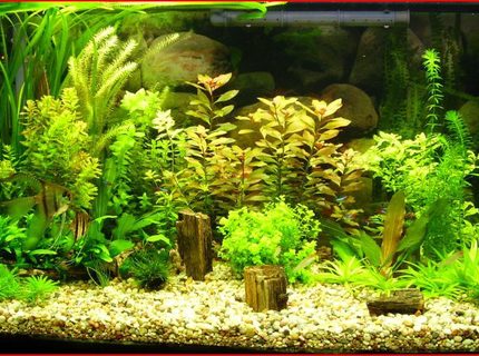50 gallons planted tank (mostly live plants and fish) - just put another set of lights in and a new plant 50 gallons planted tank (mostly live plants and fish) - just put another set of lights in and a new plant