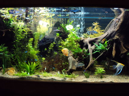 Rated #10: 200 Gallons Planted Tank - 200 gal. community tank. Fully planted low light setup. Rated #10: 200 Gallons Planted Tank - 200 gal. community tank. Fully planted low light setup.