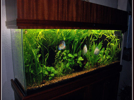 Rated #7: 125 Gallons Planted Tank - 55 gallon planted aquarium with discus fish. Fluval 305, 4 - 40w T12 fluorescent tubes, 6,500K. Rated #7: 125 Gallons Planted Tank - 55 gallon planted aquarium with discus fish. Fluval 305, 4 - 40w T12 fluorescent tubes, 6,500K.