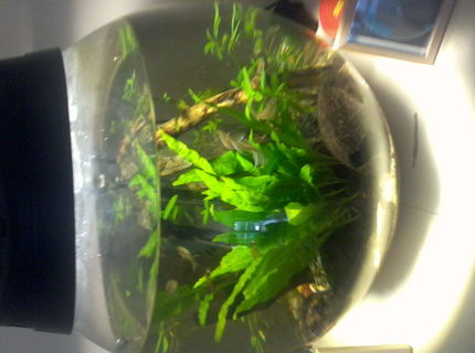 8 gallons planted tank (mostly live plants and fish) - aqua el 42 ltr tank 8 gallons planted tank (mostly live plants and fish) - aqua el 42 ltr tank