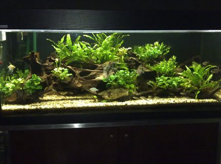 Rated #6: 80 Gallons Planted Tank - This is my current tank,
It is a lower delta tropical pond setting and the plants are all matured for about 3 years now. Rated #6: 80 Gallons Planted Tank - This is my current tank,
It is a lower delta tropical pond setting and the plants are all matured for about 3 years now.