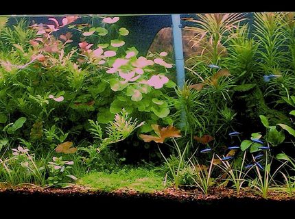 Rated #4: 55 Gallons Planted Tank - updated pic Rated #4: 55 Gallons Planted Tank - updated pic