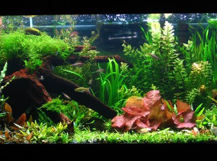 Rated #2: 40 Gallons Planted Tank - Update of my tank aprox. 7mo. old! grew up real quickly! Just added some pearl blue and red cherry shrimp in the tank to control algae. crypts are back and coming in nicely! Rated #2: 40 Gallons Planted Tank - Update of my tank aprox. 7mo. old! grew up real quickly! Just added some pearl blue and red cherry shrimp in the tank to control algae. crypts are back and coming in nicely!