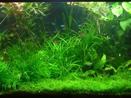 Rated #7: 75 Gallons Planted Tank - 75G Pressurized CO2 tank, DIY CO2 reactor, 216 Watts 108W T5HO 8hrs per day 216 watt 1 hr per day, PH controller for CO2 management Rated #7: 75 Gallons Planted Tank - 75G Pressurized CO2 tank, DIY CO2 reactor, 216 Watts 108W T5HO 8hrs per day 216 watt 1 hr per day, PH controller for CO2 management