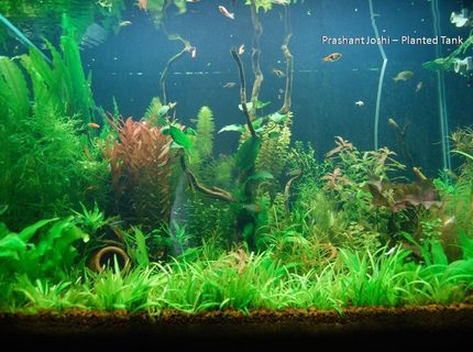 53 gallons planted tank (mostly live plants and fish) - my planted tank 53 gallons planted tank (mostly live plants and fish) - my planted tank
