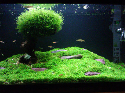 Rated #10: 15 Gallons Planted Tank - Please forgive the quality, was taken with a phone. Rated #10: 15 Gallons Planted Tank - Please forgive the quality, was taken with a phone.