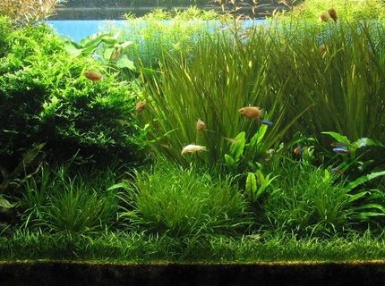 Rated #5: 120 Gallons Planted Tank - Actuall look of my tank Rated #5: 120 Gallons Planted Tank - Actuall look of my tank