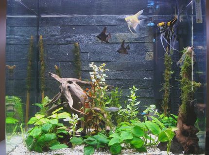 50 gallons planted tank (mostly live plants and fish) - Homemade real slate background. java moss on bamboo. 50 gallons planted tank (mostly live plants and fish) - Homemade real slate background. java moss on bamboo.