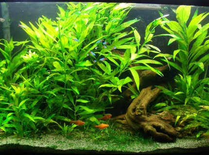 38 gallons planted tank (mostly live plants and fish) - 38 Gal. 8 months old, my first one! 38 gallons planted tank (mostly live plants and fish) - 38 Gal. 8 months old, my first one!