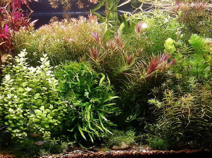 Rated #3: 200 Gallons Planted Tank - Wild Amazon 3rd Rated #3: 200 Gallons Planted Tank - Wild Amazon 3rd