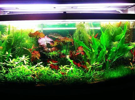 Rated #4: 72 Gallons Planted Tank - 72 gallon bow front planted aquarium Rated #4: 72 Gallons Planted Tank - 72 gallon bow front planted aquarium