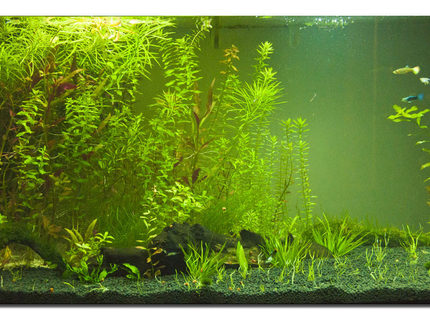 400 gallons planted tank (mostly live plants and fish) - This is my guppie plant tank! 400 gallons planted tank (mostly live plants and fish) - This is my guppie plant tank!