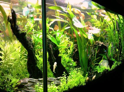 63 gallons planted tank (mostly live plants and fish) - Latest photo of my October 2011 aquascape 63 gallons planted tank (mostly live plants and fish) - Latest photo of my October 2011 aquascape
