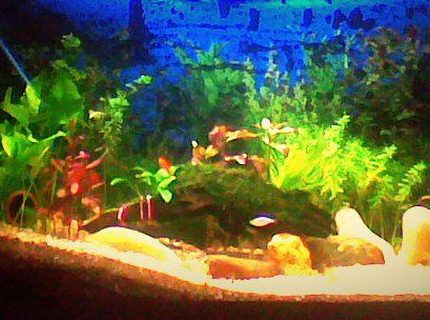 3 gallons planted tank (mostly live plants and fish) - 3.5 feet lenth, 2 feet hight with plantation of various variety and moss, i am using only top filter for water filterization.. 3 gallons planted tank (mostly live plants and fish) - 3.5 feet lenth, 2 feet hight with plantation of various variety and moss, i am using only top filter for water filterization..