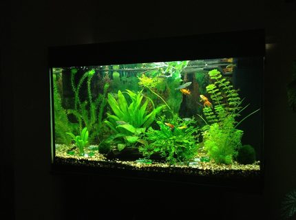 Rated #7: 40 Gallons Planted Tank - Update as of 26.02.12 Rated #7: 40 Gallons Planted Tank - Update as of 26.02.12