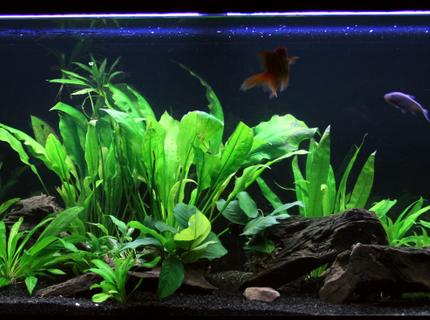 90 gallons planted tank (mostly live plants and fish) 90 gallons planted tank (mostly live plants and fish)